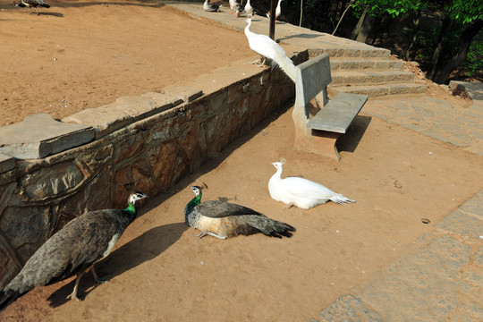 孔雀園 動物園孔雀
