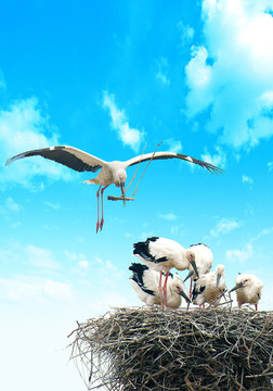 喂食鳥