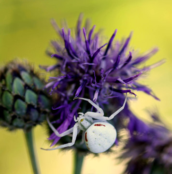 致命的[ Misumena vatia ]