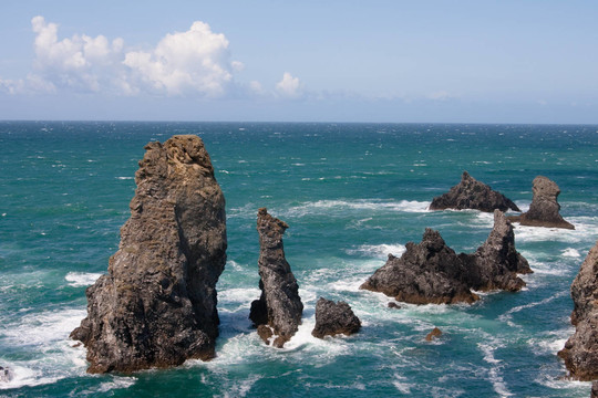 野生的