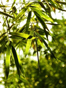 竹林