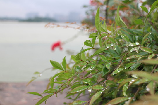 花 水珠