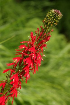 花卉