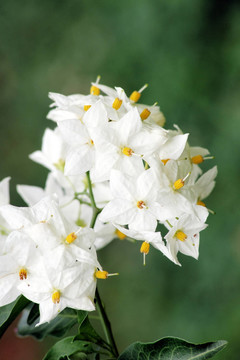 高山上的花