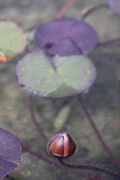 花卉