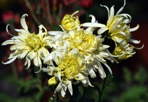 菊花