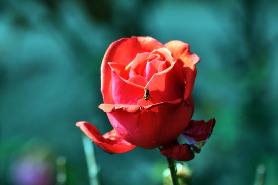 月季花