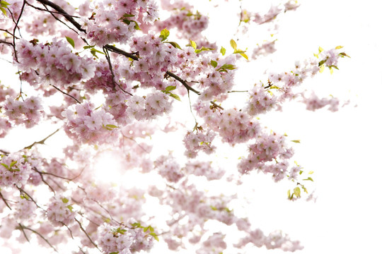 開(kāi)花