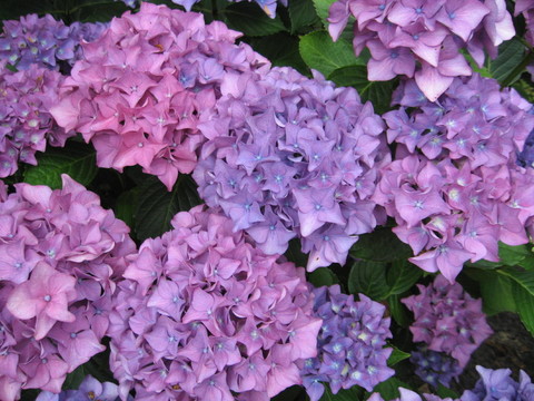 繡球花