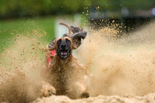 阿富汗獵犬