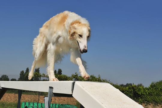動物