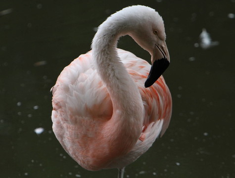 火烈鳥怒