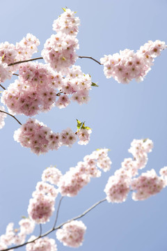 春天的花，櫻桃樹的花和花園里的櫻桃樹。