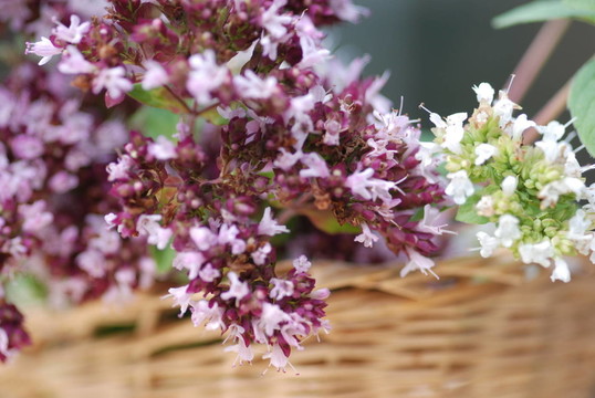 馬郁蘭（馬郁蘭）花