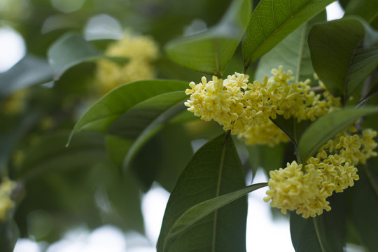 桂花金桂
