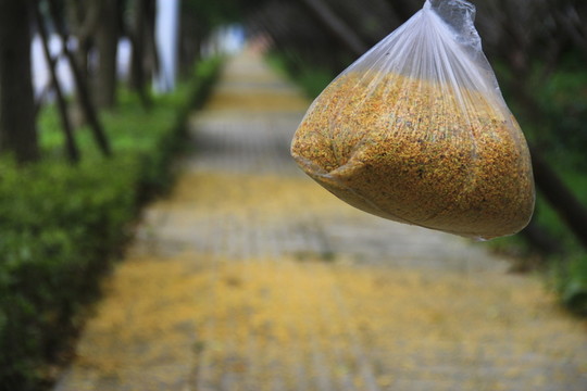 滿地桂花