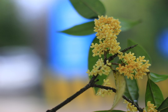 滿地桂花