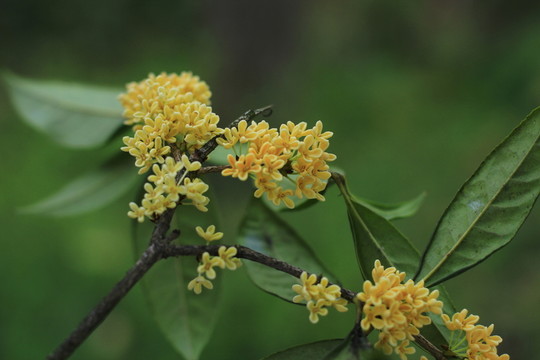 滿地桂花