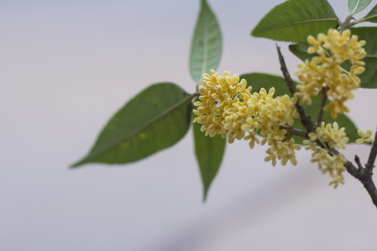 滿地桂花