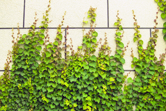 爬山虎綠色植物墻