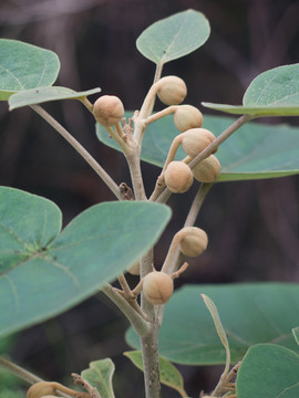 泡桐樹