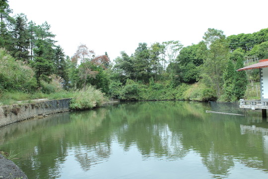 池塘