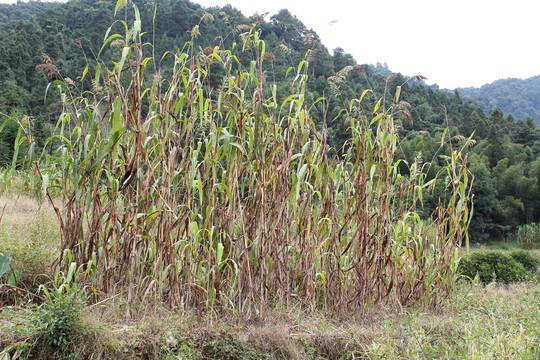 高山甜蔗