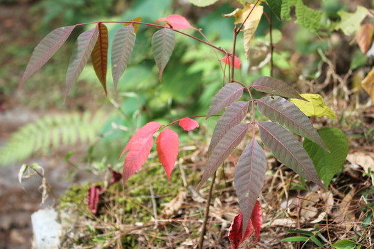 綠葉變紅葉過程