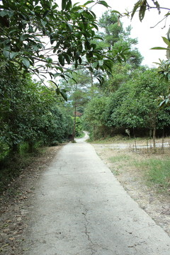 山村小道