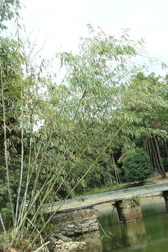竹子