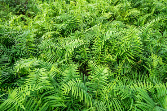 植被