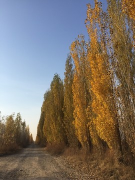 金秋楊樹(shù)林蔭道
