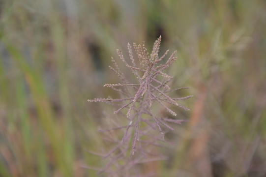 野子草