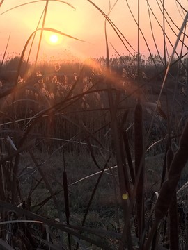 夕陽蘆葦