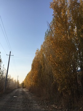 夕陽下的楊樹林蔭道