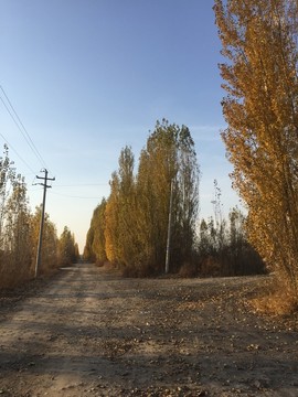 夕陽下的楊樹林蔭道