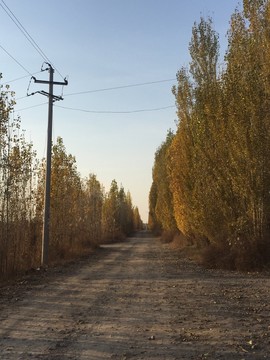 夕陽(yáng)下的楊樹(shù)林蔭道