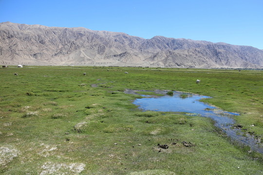 草原泉水