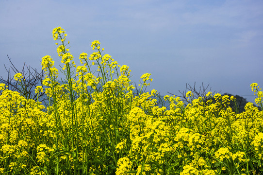 油菜花