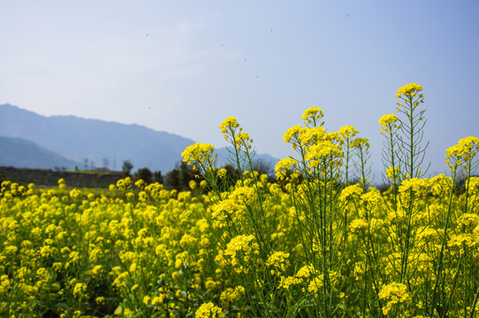 田園風(fēng)光