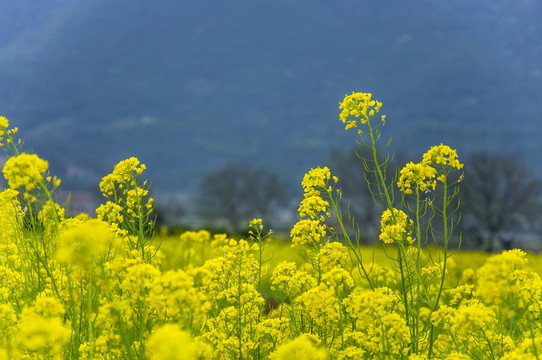 油菜花