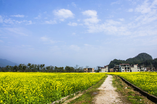 鄉(xiāng)村小路