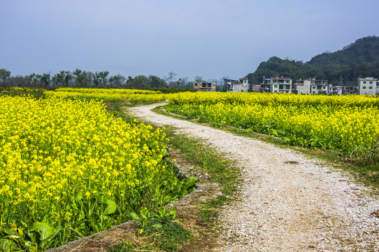 鄉(xiāng)村小路
