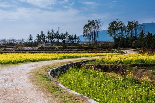 鄉(xiāng)村小路