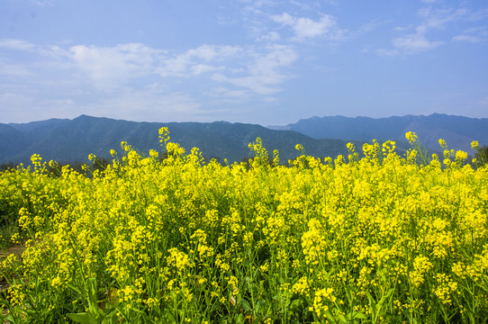 田園風光