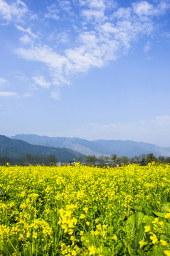 田園風(fēng)光