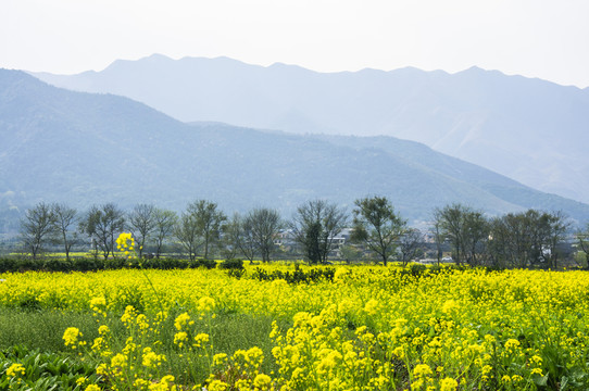 田園風(fēng)光