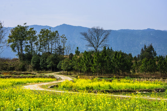 多彩田園