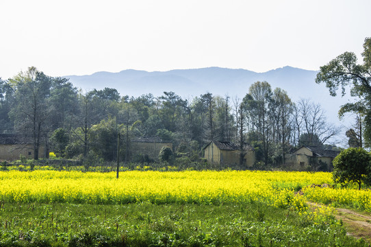 多彩田園