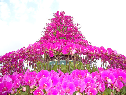 蘭花